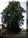 stromy_hrbov (2).JPG (555897 bajt)